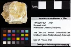 Foto (Objket + Etiketten) von ? Magila sp. 